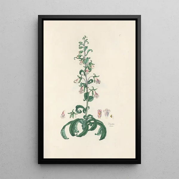 Digitalium monographia Pl05 - John Lindley — framed artwork on a wall