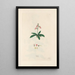 Digitalium monographia Pl06 - John Lindley — framed artwork on a wall