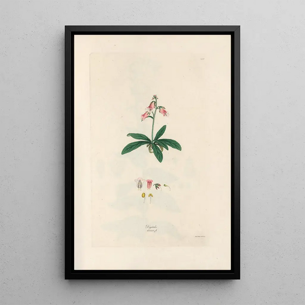 Digitalium monographia Pl06 - John Lindley — framed artwork on a wall