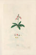 Digitalium monographia Pl06 - John Lindley — artwork view