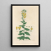 Digitalium monographia Painting Pl07 - John Lindley — framed artwork on a wall