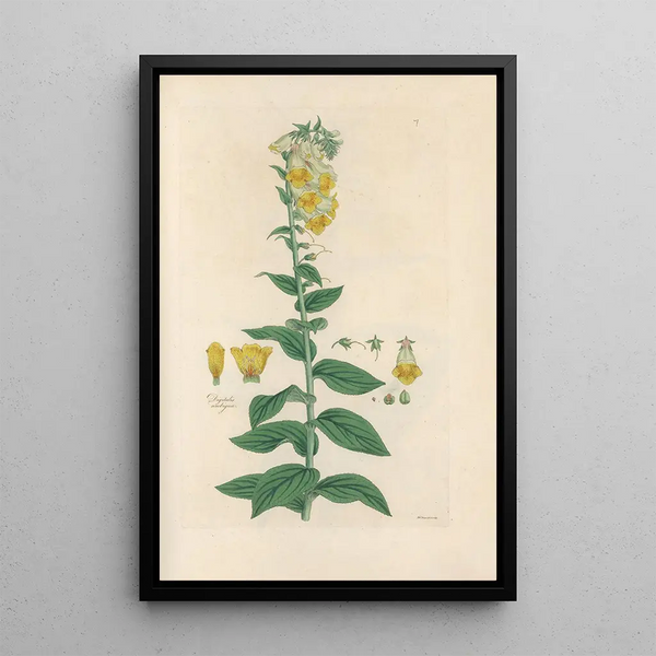 Digitalium monographia Painting Pl07 - John Lindley — framed artwork on a wall