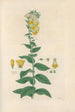 Digitalium monographia Painting Pl07 - John Lindley — artwork view