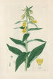 Digitalium Monographia Pl08 - John Lindley — artwork view