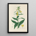 Digitalium Monographia Pl08 - John Lindley — framed artwork on a wall