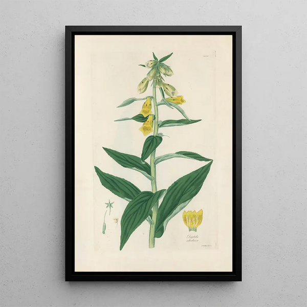 Digitalium Monographia Pl08 - John Lindley — framed artwork on a wall