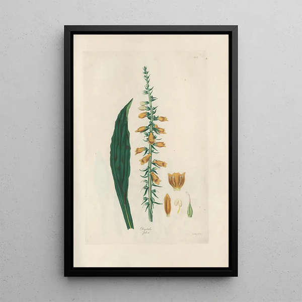 Digitalium monographia Pl09 - John Lindley — framed artwork on a wall