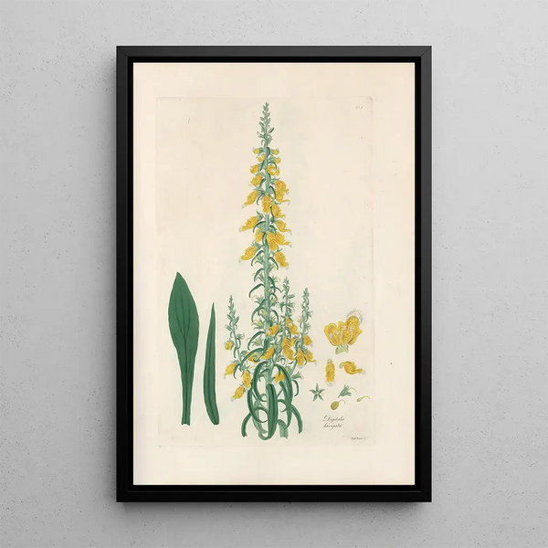 Digitalium monographia Pl10 - John Lindley — framed artwork on a wall