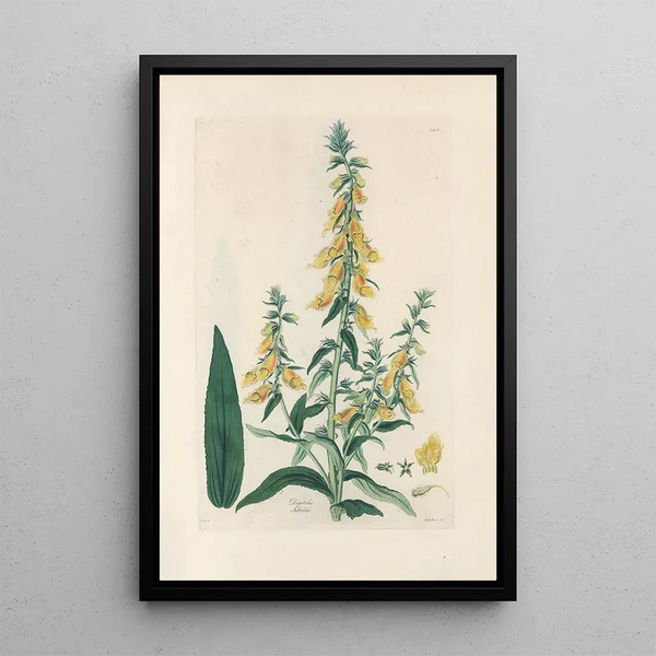 Digitalium monographia Pl11 - John Lindley — framed artwork on a wall