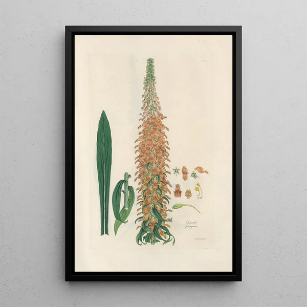 Digitalium monographia Pl12 - John Lindley — framed artwork on a wall