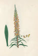 Digitalium monographia Pl13 - John Lindley — artwork view