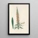 Digitalium monographia Pl13 - John Lindley — framed artwork on a wall