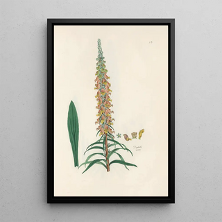 John Lindley - Digitalium monographia Pl13.webp