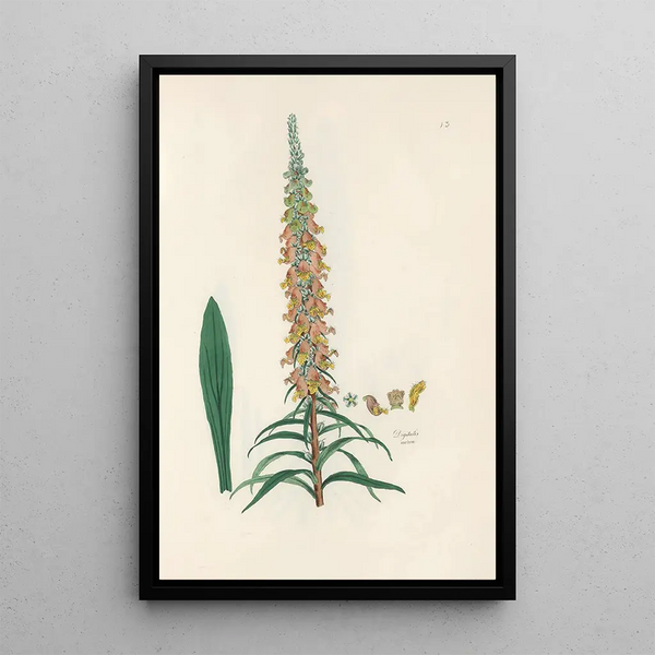 Digitalium monographia Pl13 - John Lindley — framed artwork on a wall