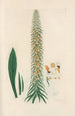 Digitalium monographia Pl14 - John Lindley — artwork view