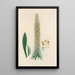 Digitalium monographia Pl14 - John Lindley — framed artwork on a wall