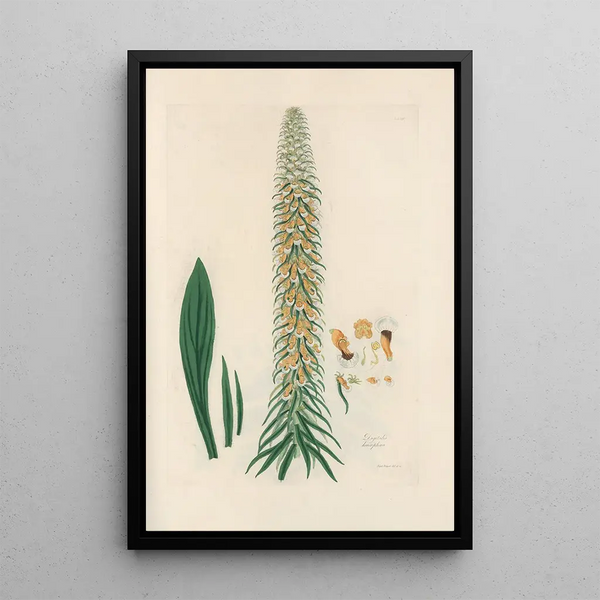 Digitalium monographia Pl14 - John Lindley — framed artwork on a wall