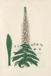 Digitalium monographia Pl15 - John Lindley — artwork view