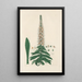 Digitalium monographia Pl15 - John Lindley — framed artwork on a wall