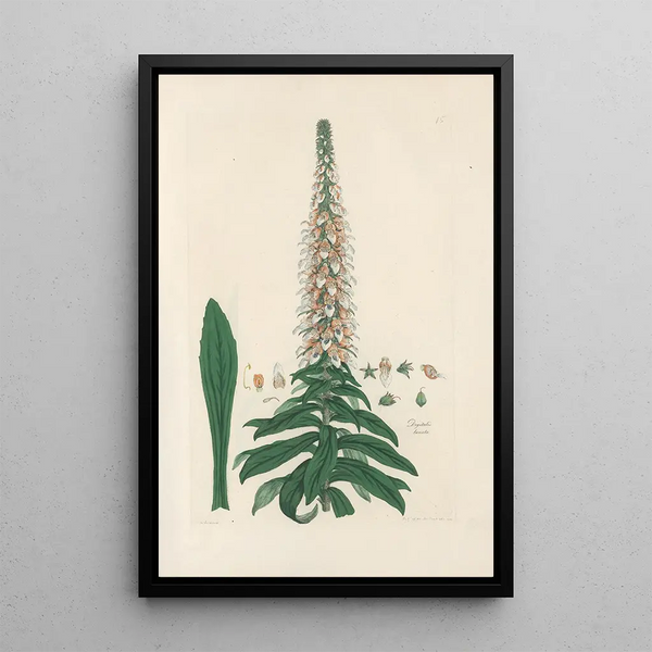 Digitalium monographia Pl15 - John Lindley — framed artwork on a wall