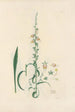 Digitalium monographia Pl16 - John Lindley — artwork view