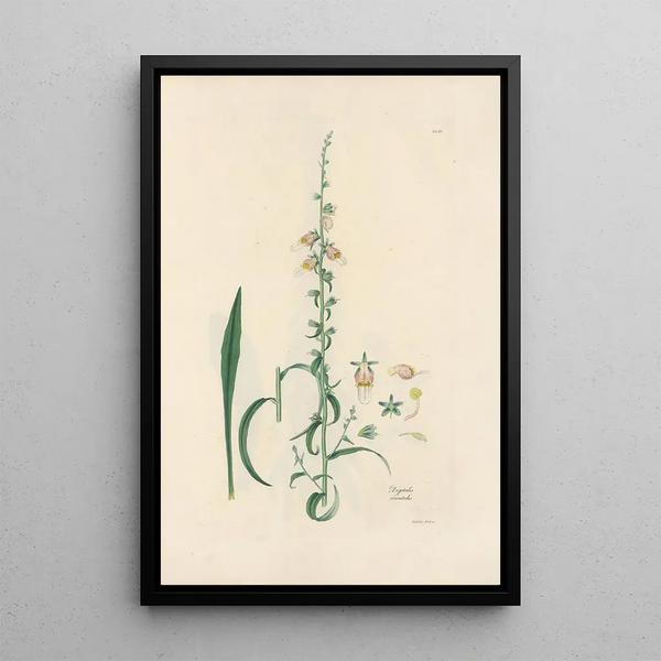 Digitalium monographia Pl16 - John Lindley — framed artwork on a wall