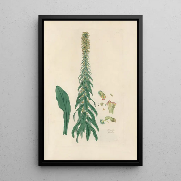 Digitalium monographia Painting Pl17 - John Lindley — framed artwork on a wall
