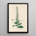 Digitalium monographia Pl18 - John Lindley — framed artwork on a wall