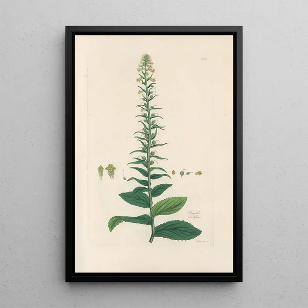 Digitalium monographia Pl18 - John Lindley — framed artwork on a wall