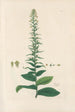 Digitalium monographia Pl18 - John Lindley — artwork view