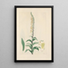 Digitalium monographia Pl19 - John Lindley — framed artwork on a wall