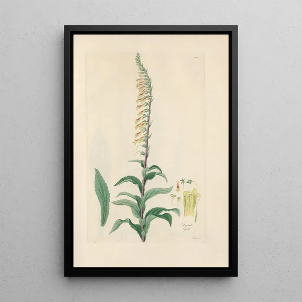 Digitalium monographia Pl19 - John Lindley — framed artwork on a wall