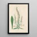 Digitalium monographia Pl20 - John Lindley — framed artwork on a wall