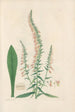 Digitalium monographia Pl20 - John Lindley — artwork view