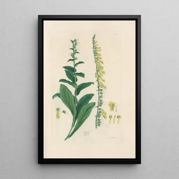Digitalium monographia Pl21 - John Lindley — framed artwork on a wall