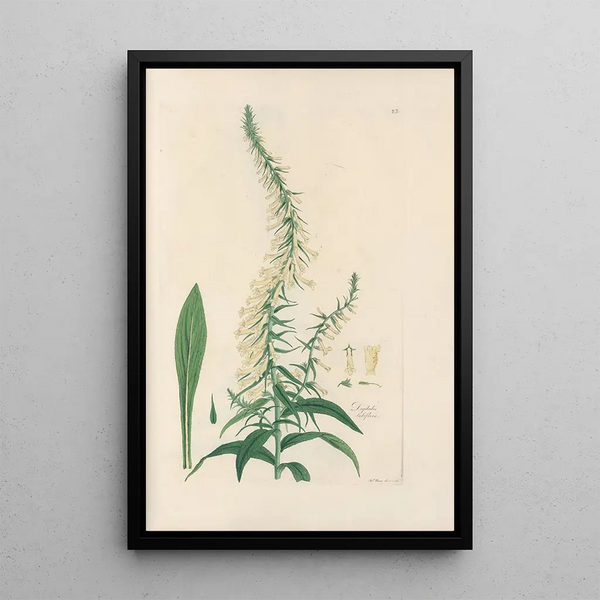 Digitalium monographia Pl22 - John Lindley — framed artwork on a wall