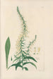 Digitalium monographia Pl22 - John Lindley — artwork view