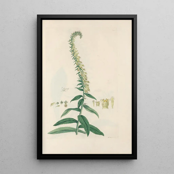Digitalium monographia Pl23 - John Lindley — framed artwork on a wall