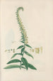 Digitalium monographia Pl23 - John Lindley — artwork view
