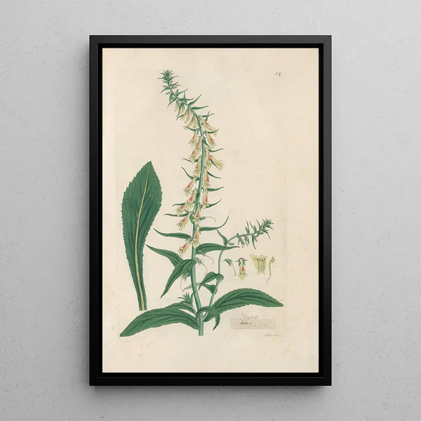 Digitalium monographia Pl24 - John Lindley — framed artwork on a wall