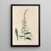 Digitalium monographia Pl25 - John Lindley — framed artwork on a wall