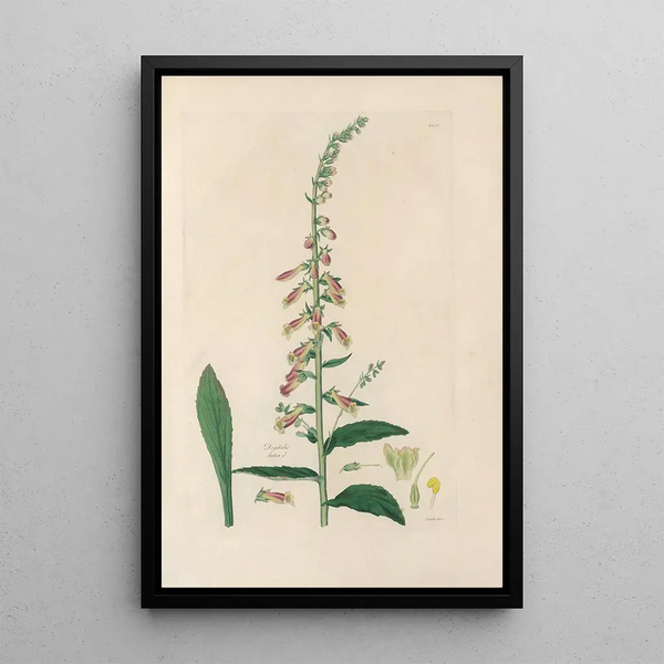 Digitalium monographia Pl25 - John Lindley — framed artwork on a wall