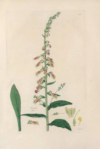 John Lindley - Digitalium monographia Pl25.webp