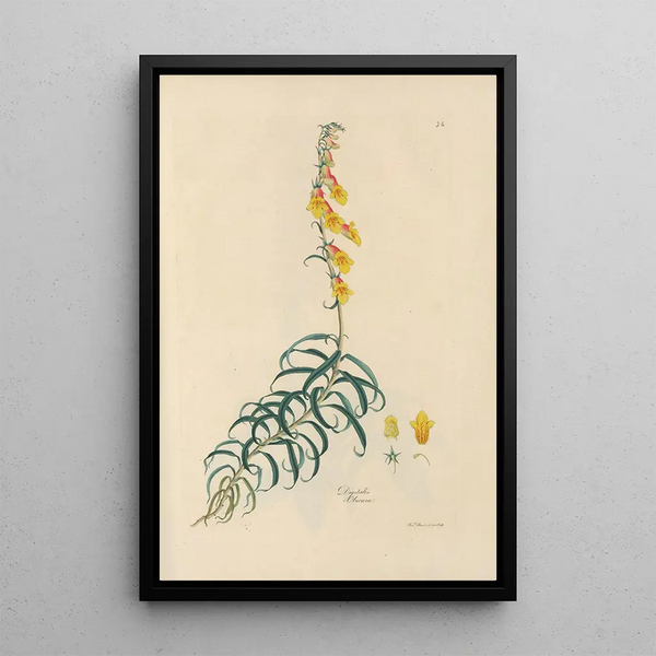 Digitalium monographia Painting Pl26 - John Lindley — framed artwork on a wall