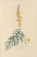 Digitalium monographia Painting Pl26 - John Lindley — artwork view