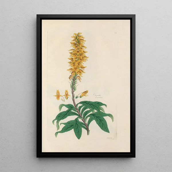 Digitalium monographia Painting Pl27 - John Lindley — framed artwork on a wall