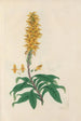 Digitalium monographia Painting Pl27 - John Lindley — artwork view