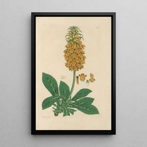 Digitalium monographia Pl28 - John Lindley — framed artwork on a wall