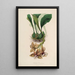 Sertum orchidaceum A crown of the most beautiful orchid flowers Pl01 - John Lindley — framed artwork on a wall