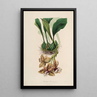 Sertum orchidaceum A crown of the most beautiful orchid flowers Pl01 - John Lindley — framed artwork on a wall